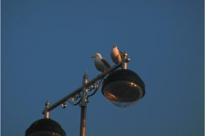 Two seagulls atop a lamppost on the Promenade at Aberystwyth, probably looking for a child to steal food from.