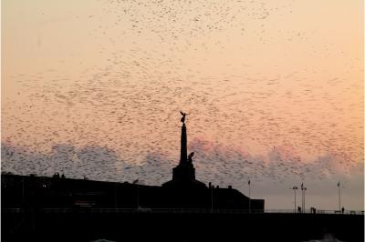 Aberystwyth War Memorial from North Beach, among the murmurations.